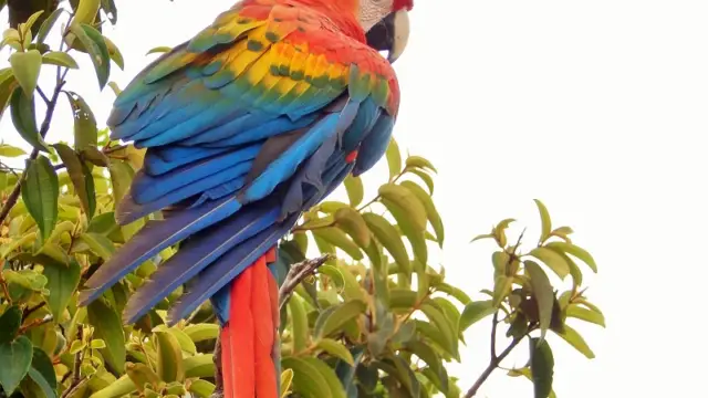 Un perroquet de Colombie