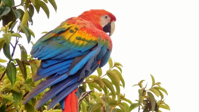 Un perroquet de Colombie