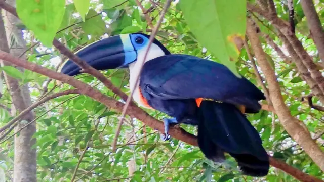 Un toucan de Colombie