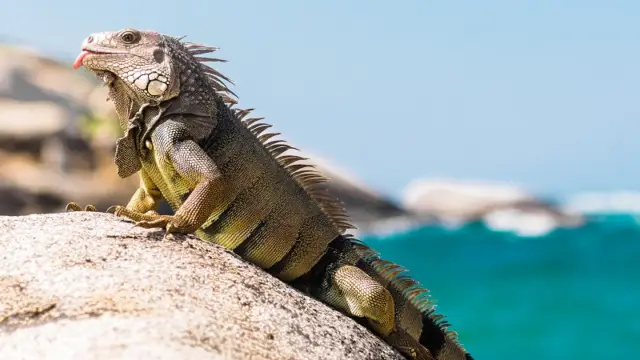 Iguane dans le Parc Tayrona en Colombie