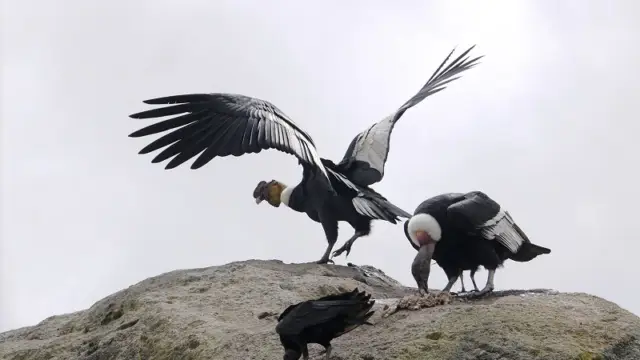 Les condors, oiseaux de Colombie