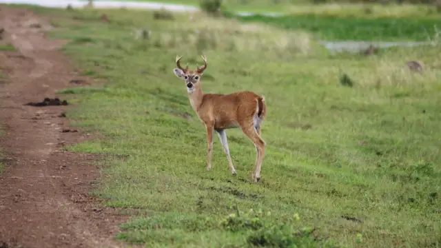 Faune des plaines des Llanos en Colombie