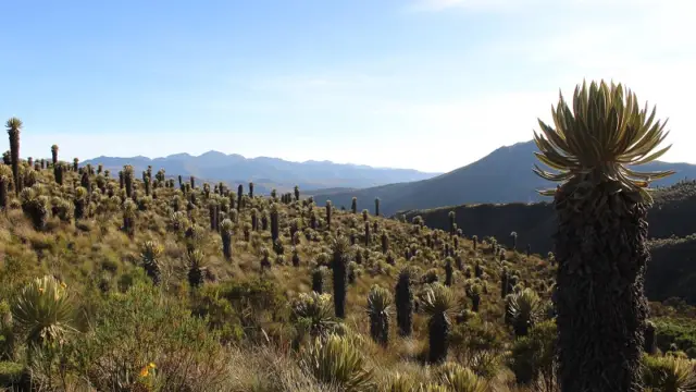 Paysage de paramo en Colombie
