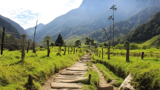Dans la Vallée de Cocora en Colombie