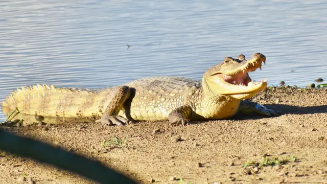 Crocodile dans les Llanos en Colombie