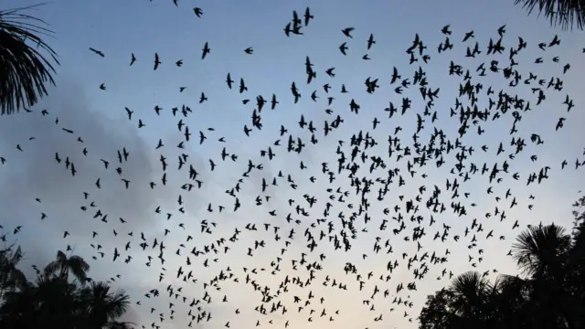 Nuée d'oiseaux dans l'Amazonie