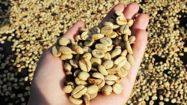 Des grains de café de Colombie