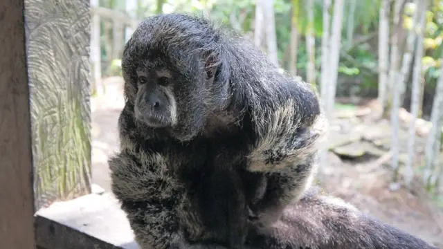 La faune amazonienne colombienne