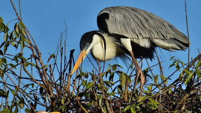 Faune des Llanos en Colombie