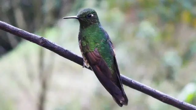 Oiseaux de Colombie