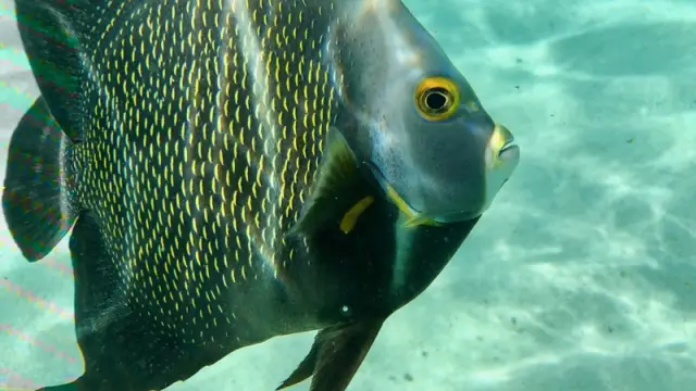 Poisson dans les eaux de Gorgona en Colombie