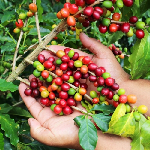 Café & Caraibes en famille