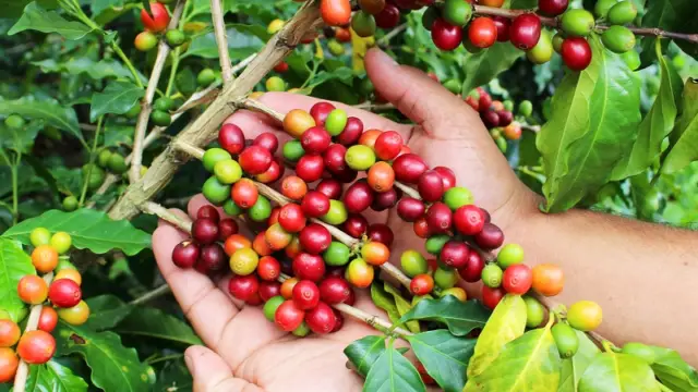 Cerises de café de la région du café en Colombie