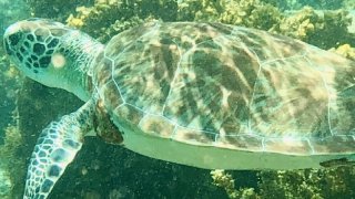 Tortue dans les eaux de Gorgona en colombie