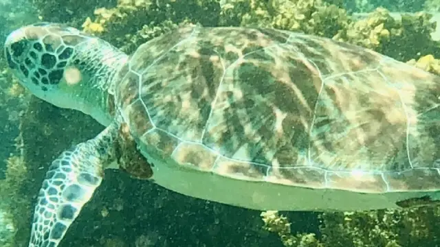 Tortue dans les eaux de Gorgona en colombie