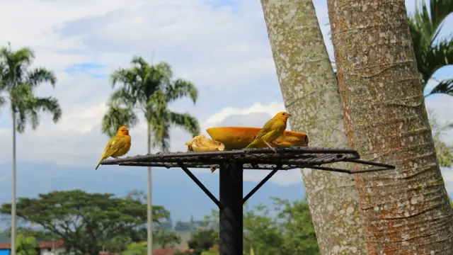 Les oiseaux de Colombie