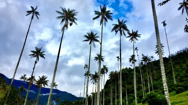 La vallée de Cocora dans la région du café