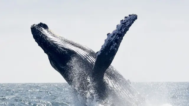 Observer les baleines en Colombie