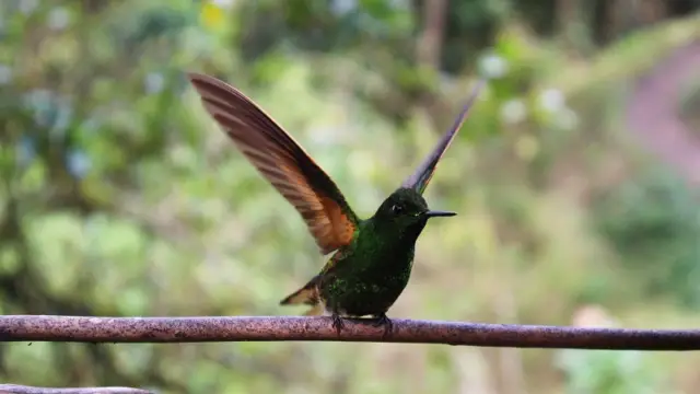 Un colibri dans la région du café en Colombie