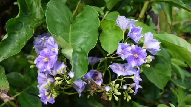 Les orchidées de Colombie