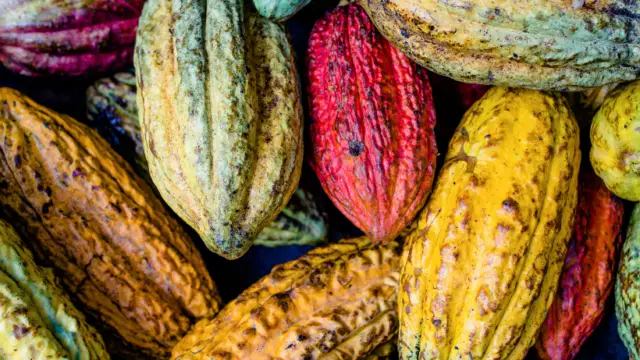 Fèves de cacao au Pérou