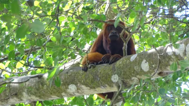 Un singe en Colombie