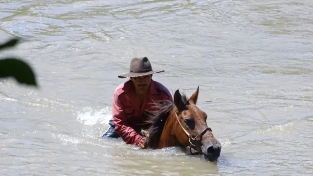 Remontée cheval du fleuve dans les Llanos