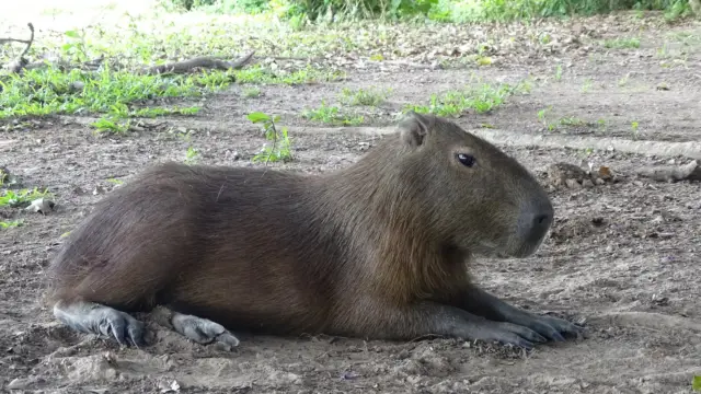 Chiguiro en Colombie