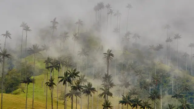 <b>La région du café hors sentiers battus</b><br> Excursion avec Terra Colombia