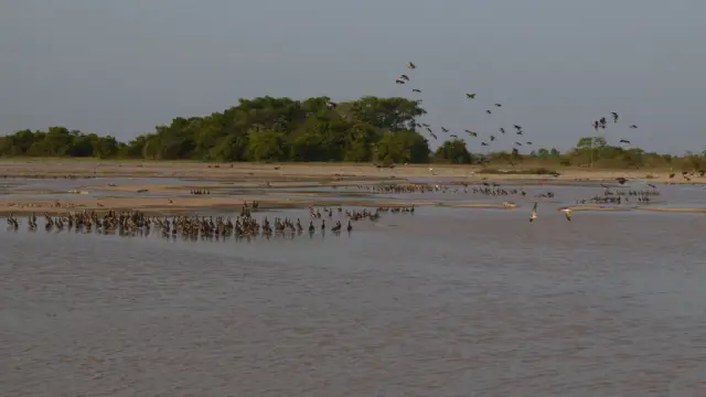 Les plaines des Llanos