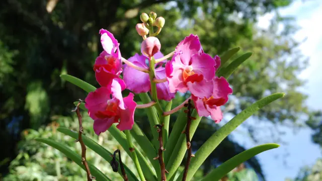Les orchidées de Colombie