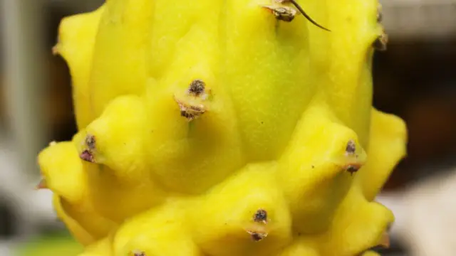 Pitaya, fruit de Colombie