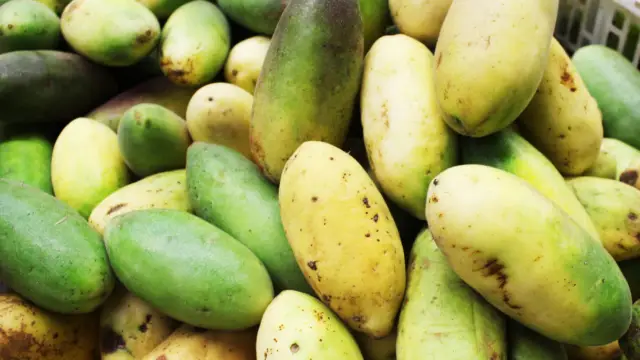 Curuba, fruit de Colombie