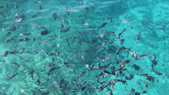 Plongée et snorkeling à Providencia en Colombie