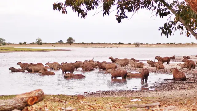 Un safari en Colombie ?