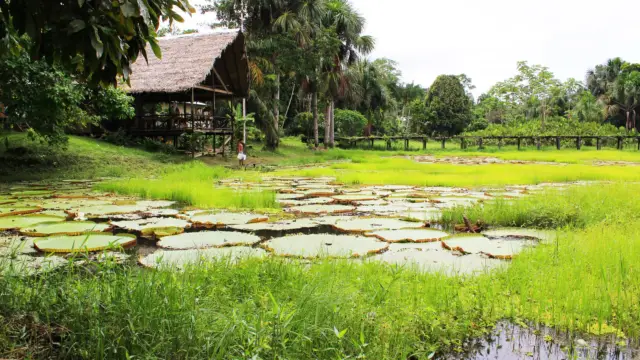 Une maison en Amazonie