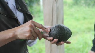 Dégustation d'un avocat en Colombie