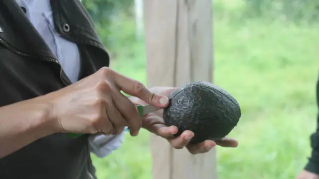 Dégustation d'un avocat en Colombie