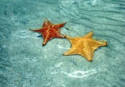 Etoiles de mer à Bocas del Toro au Panama