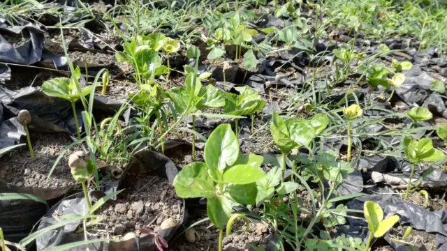 Une jeune pousse de café en Colombie
