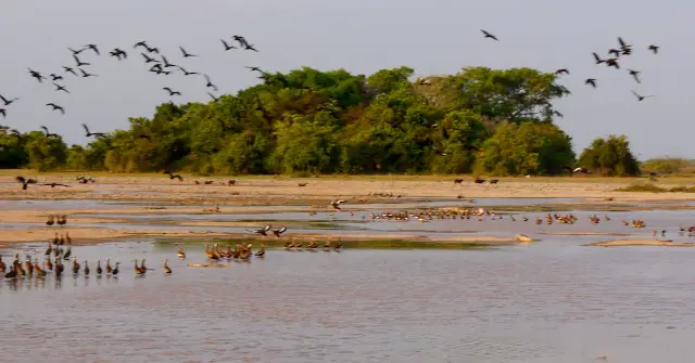 Les plaines des Llanos en Colombie