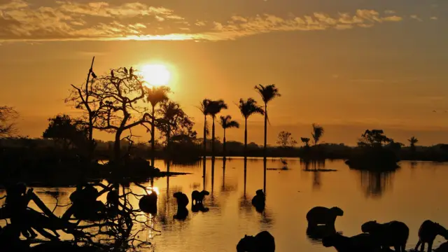 Les llanos Orientales en Colombie