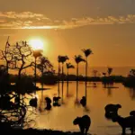 Région des Llanos en Colombie