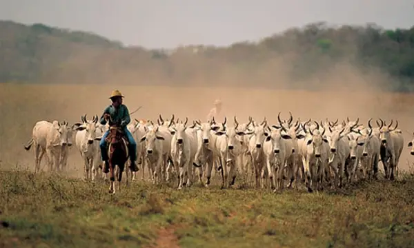 Les plaines des llanos en Colombie