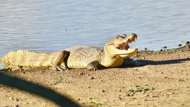 Un caïman dans les Llanos en Colombie