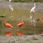 Los LLanos