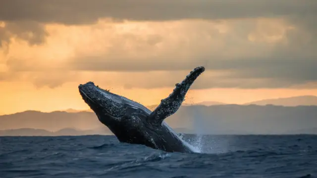 Observation des baleines 