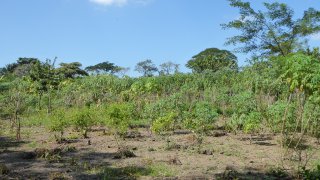 Sumate al Bosque