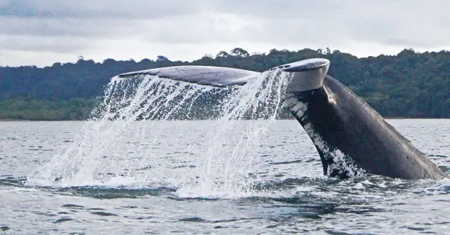 Baleine dans le Pacifique en Colombie