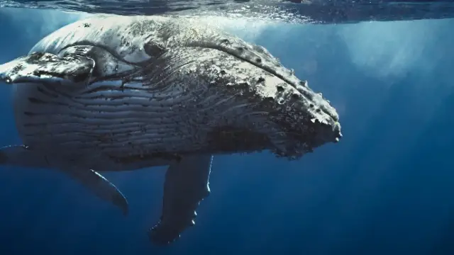 Migration des baleines en Colombie